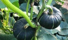 网红吃瓜事件详情图片,揭秘幕后真相与网络舆论风暴